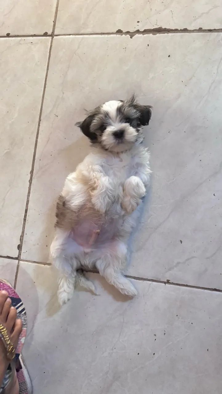 Shih tzu - Foto 5