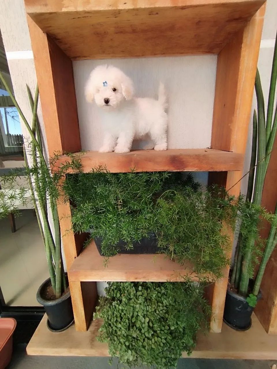 Poodle micro toy macho 