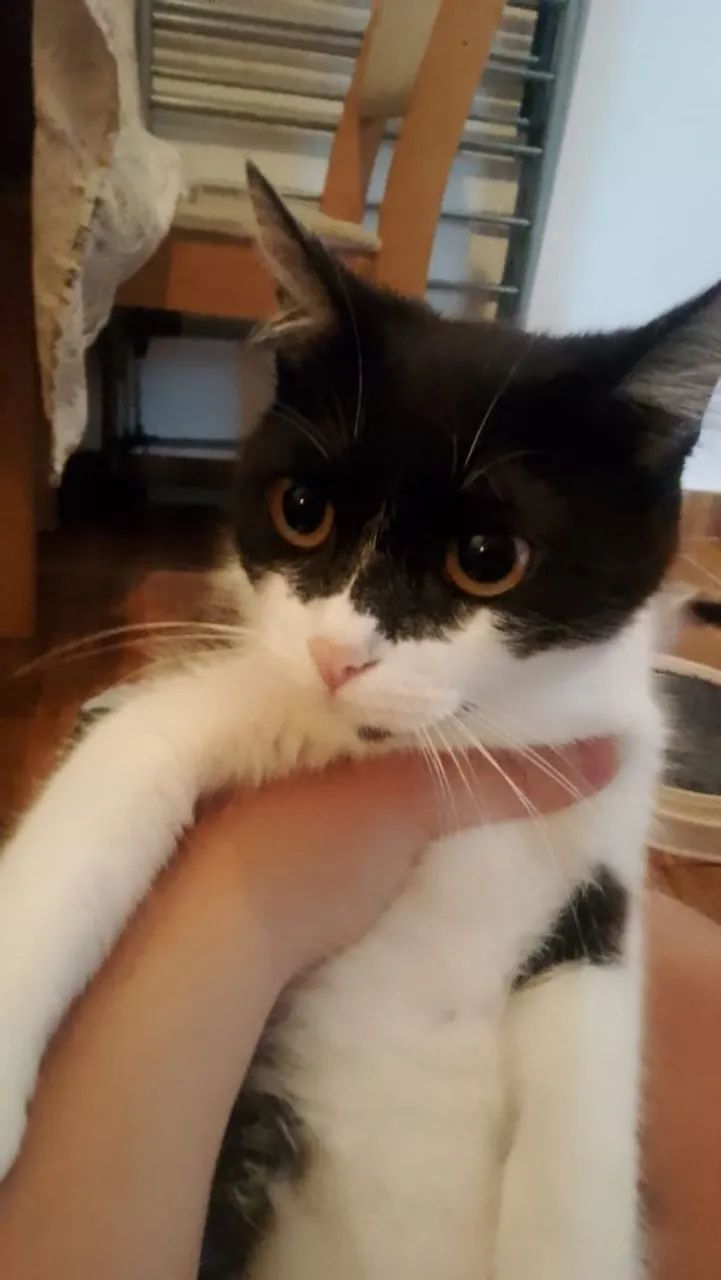 Gata filhote  - Foto 2
