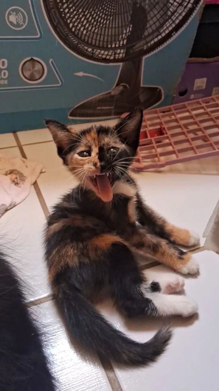 Doação de gatinhos - Foto 3