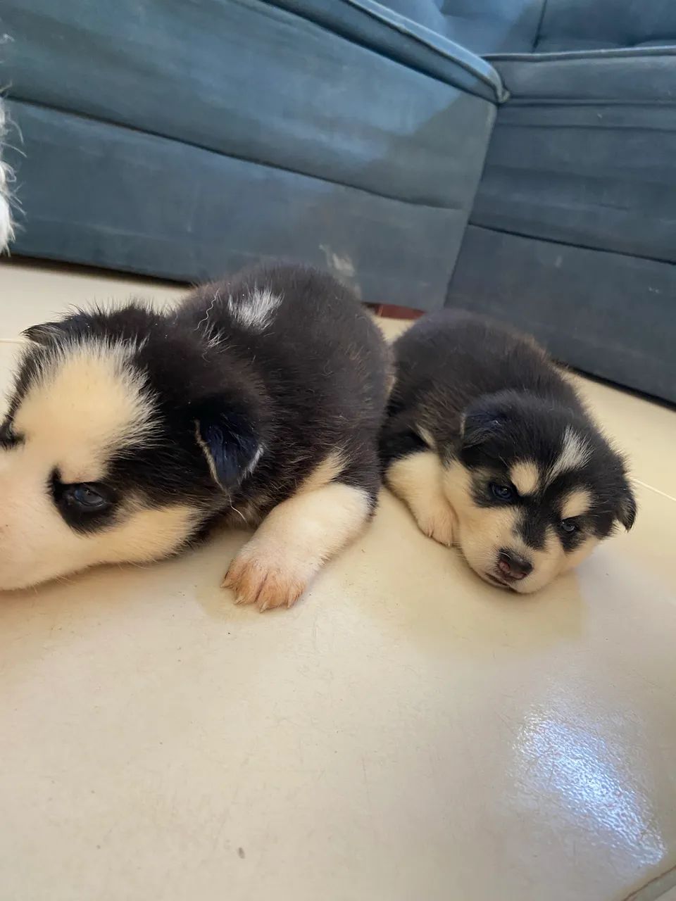 Filhotes fêmea husky siberiano puro - Foto 3