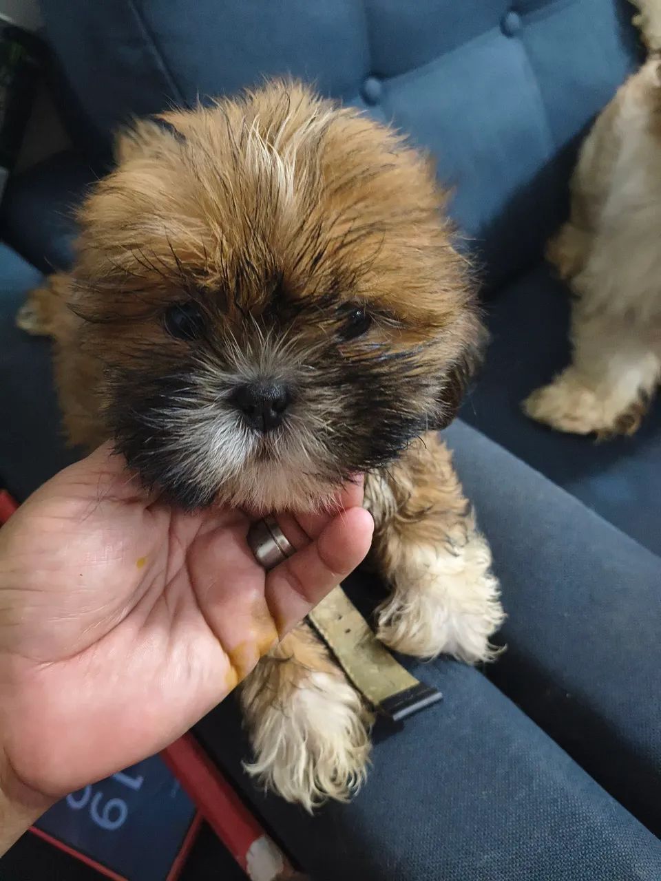 Cachorro Shitzu 