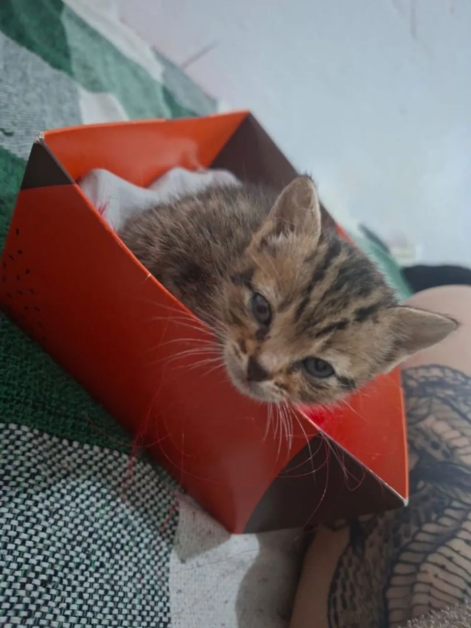 Gatinhos carinhosos. Pelagem rara. De tigre - Foto 5