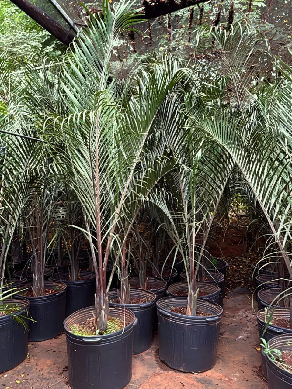 Palmeira Triangular - de 2 à 3m
