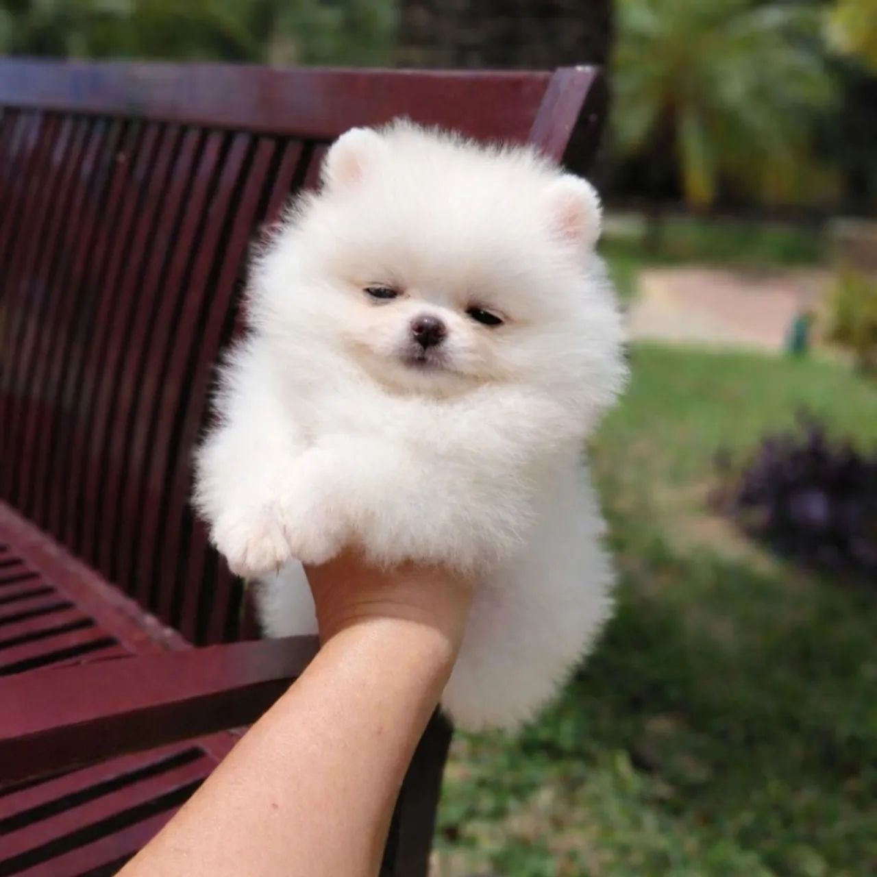 A Casa dos Verdadeiros Ursinhos Lulu da Pomerânia 