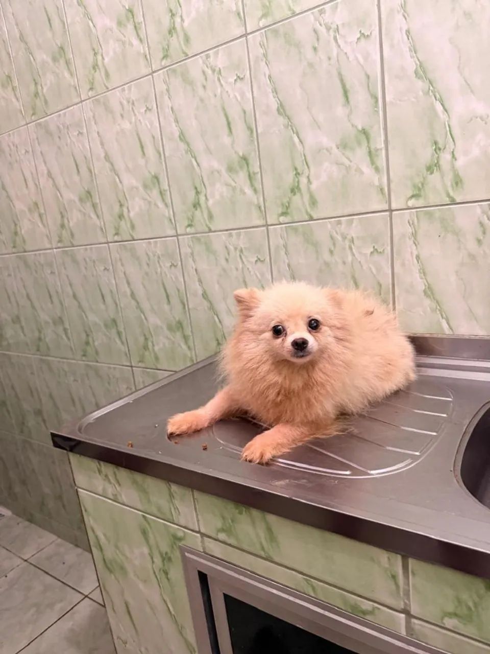 Cachorro 