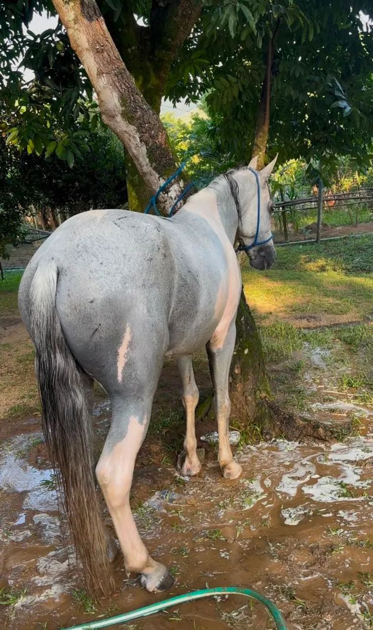 Cavalos  - Foto 4