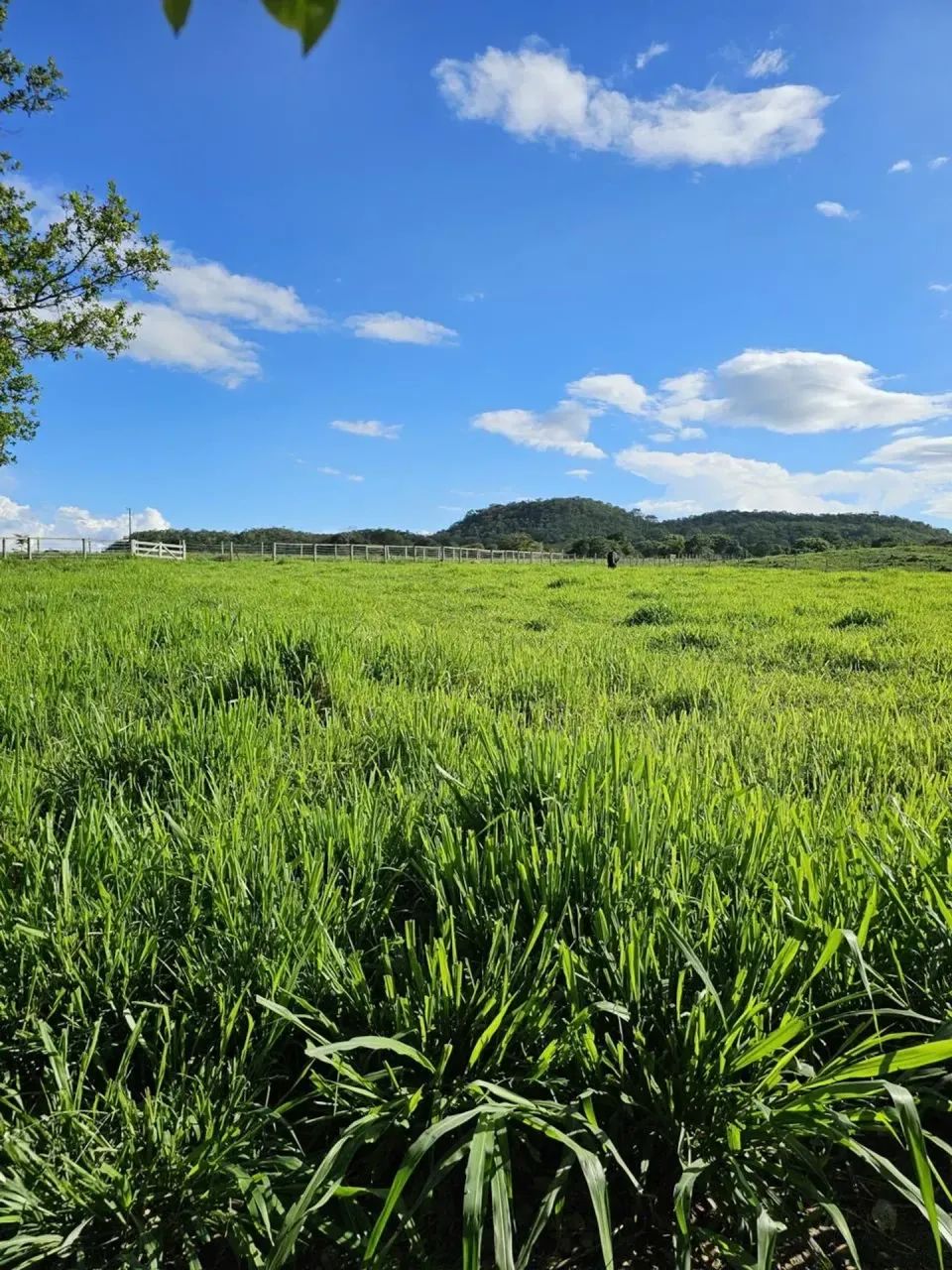 CHÁCARA EM PETROLINA DE GOIÁS - Foto 3