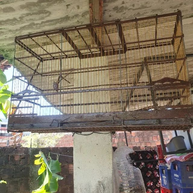 Gaiola