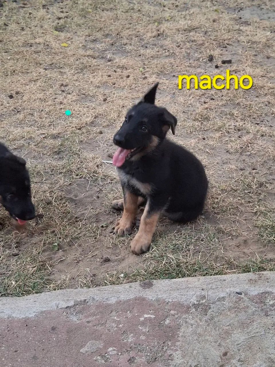 Pastor alemão  - Foto 3