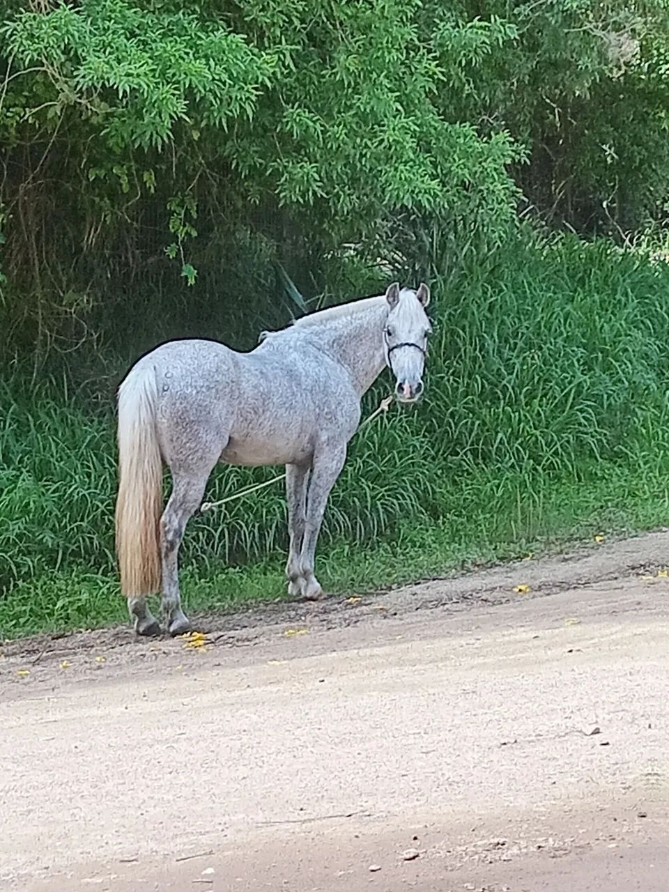 Cavalo crioulo - Foto 4