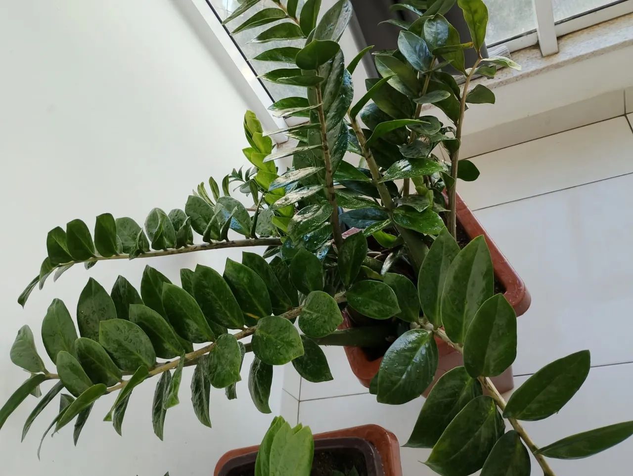 Planta Zamioculca
