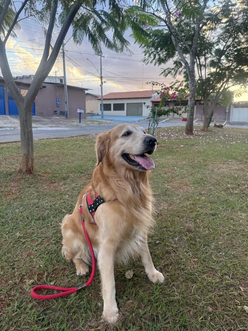 Golden Retriever Cruza  - Foto 2