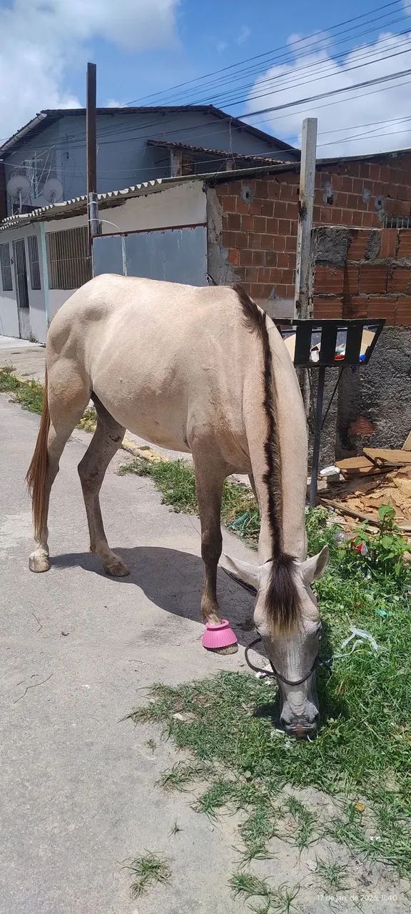 Linda égua para vender vou trocar de algo do meu interesse