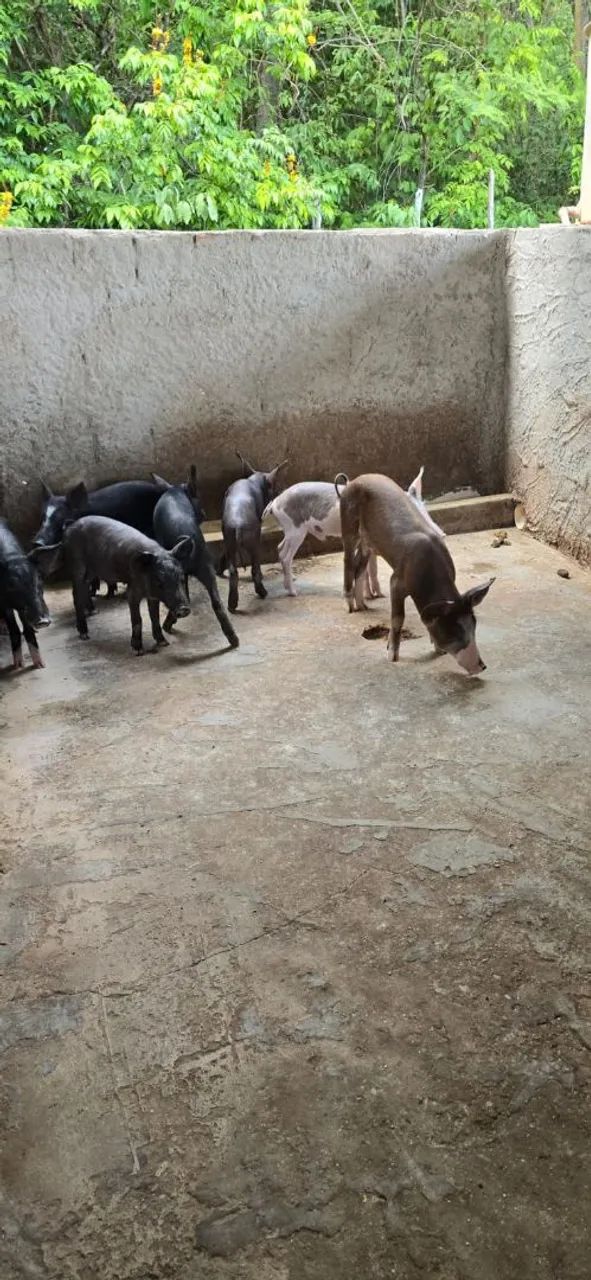 Vende-se Leitao  - Foto 6