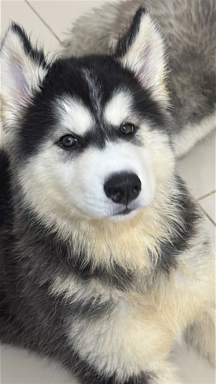 Husky  - Foto 5