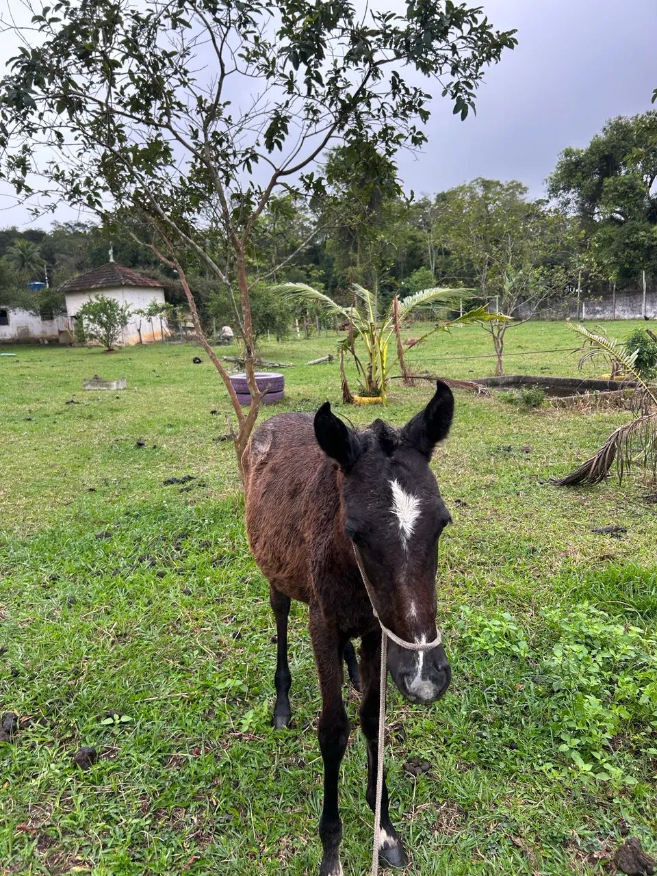 Potra  - Foto 2