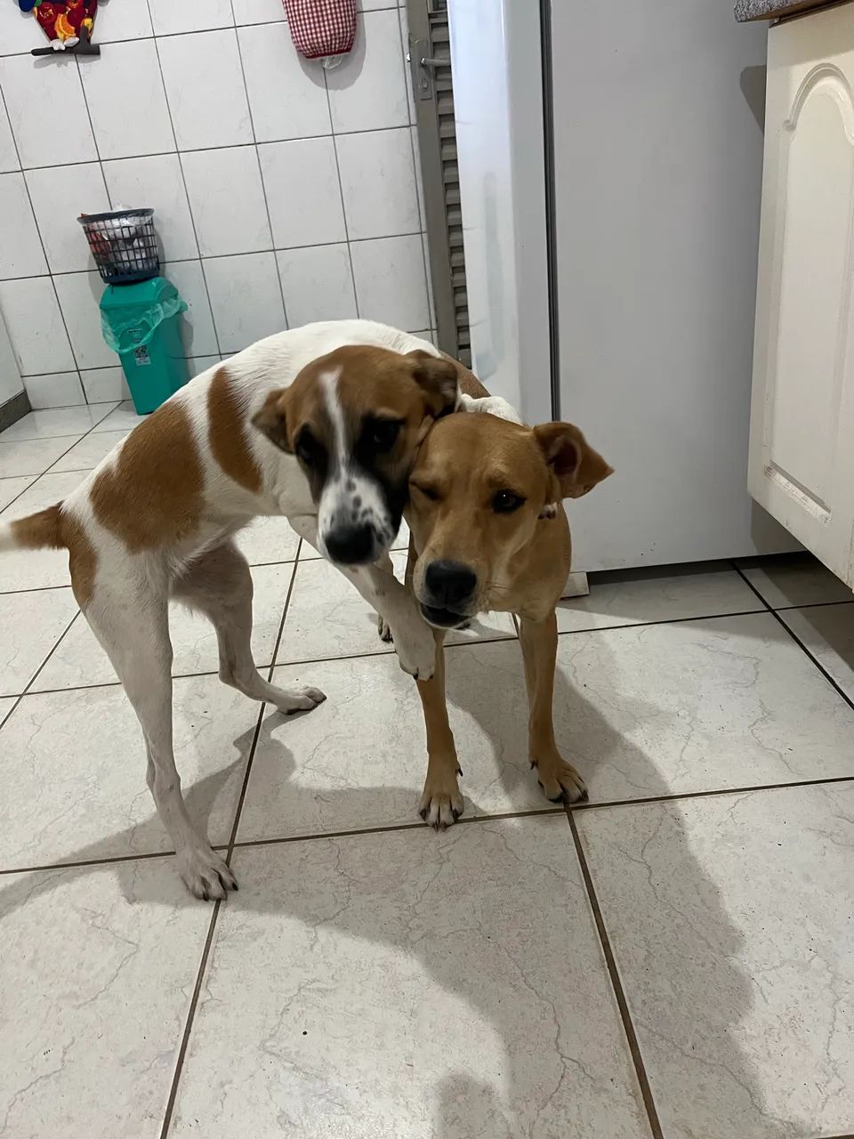Cachorros para adoção responsável  - Foto 5