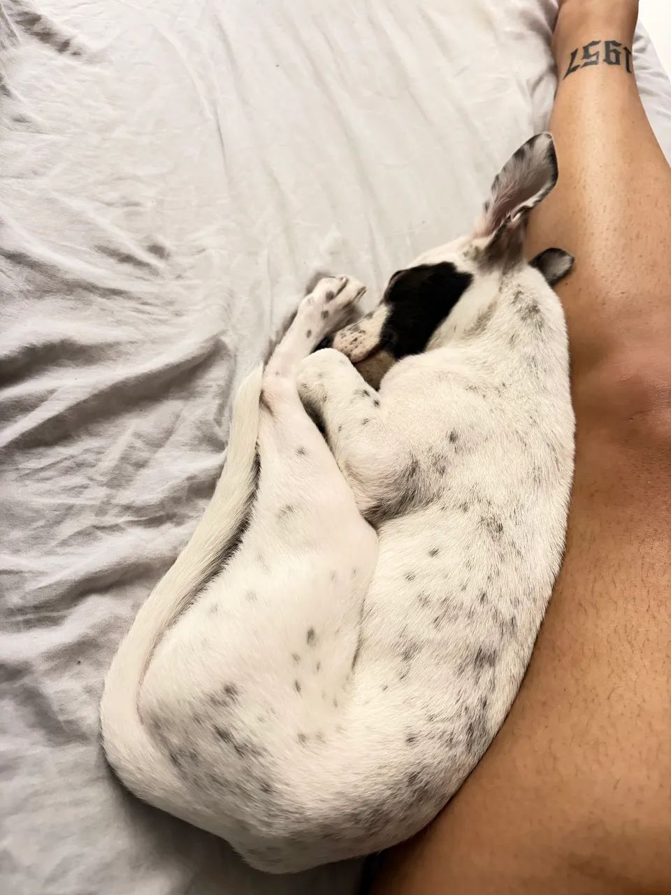 Cachorrinha - Foto 3