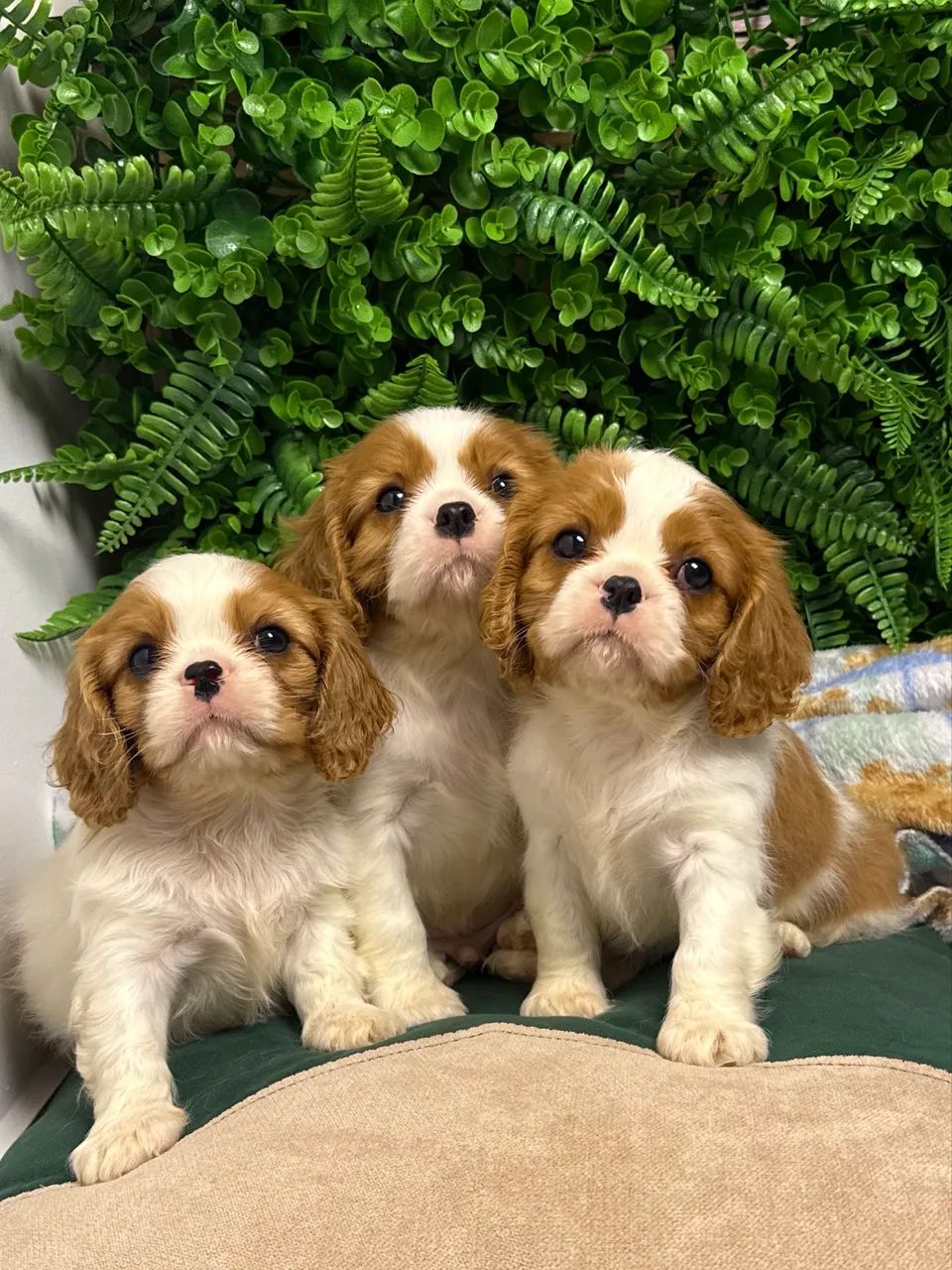 Cavalier King Charles Spaniel - Foto 2