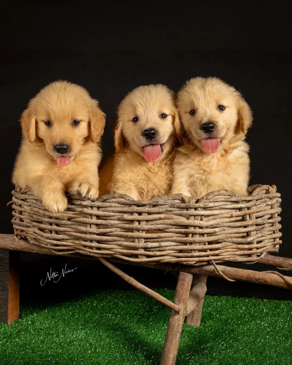 Filhotes Golden Retriever 