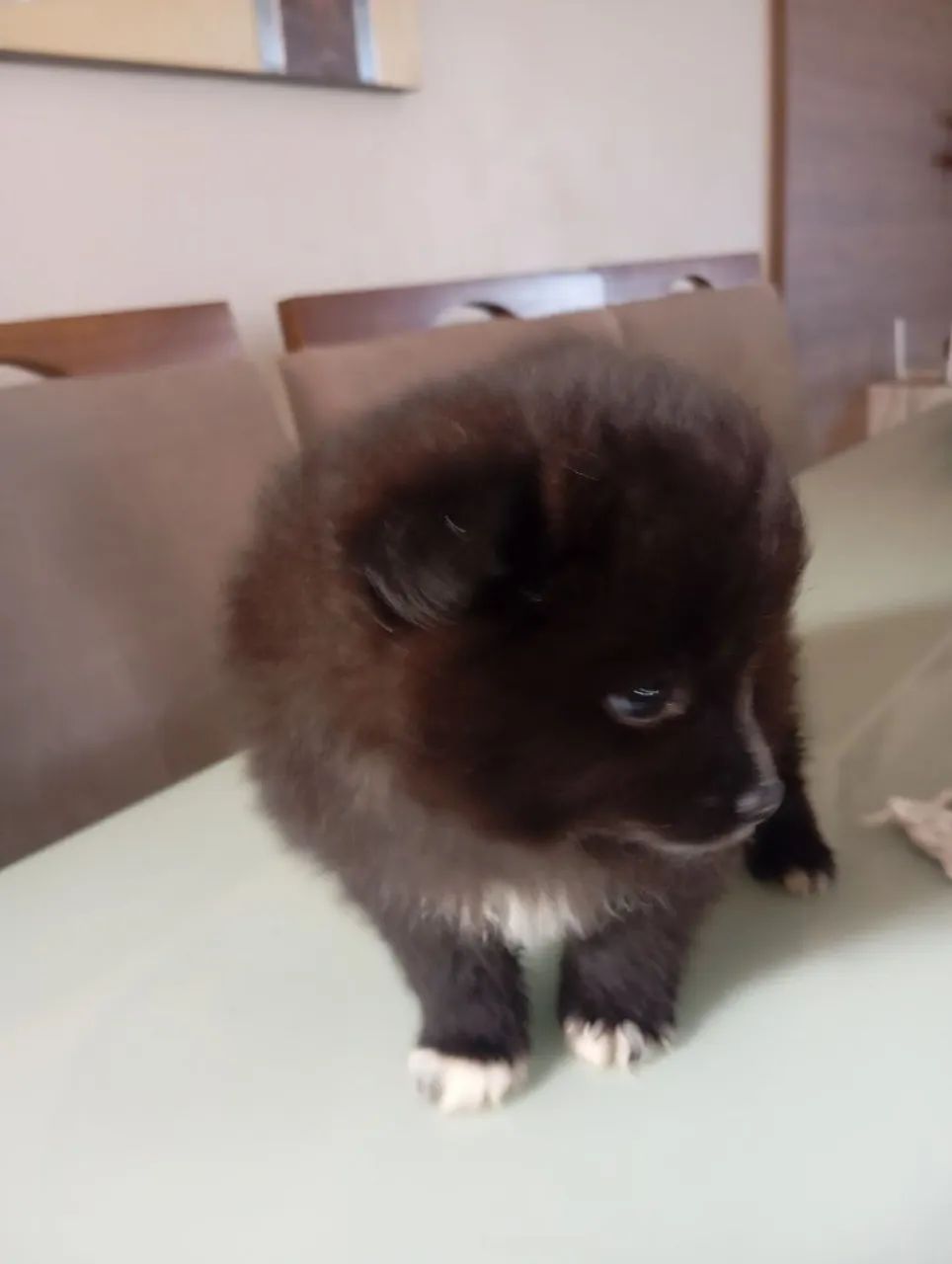 Machinho de Spitz Alemão  - Foto 3