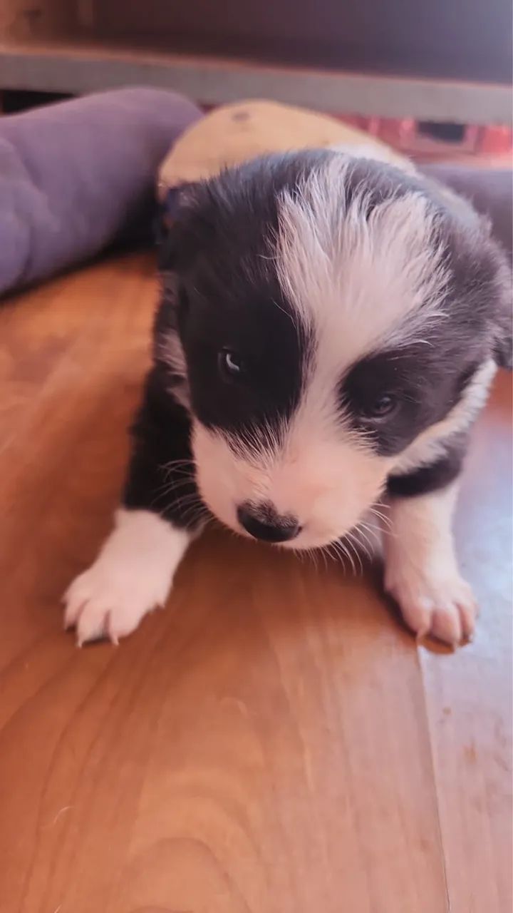 Border Collie - Foto 4