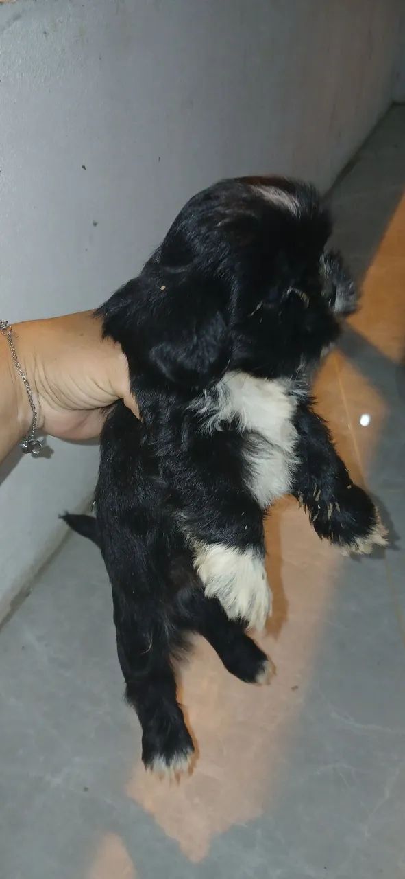 Filhotes de shitzu  - Foto 3