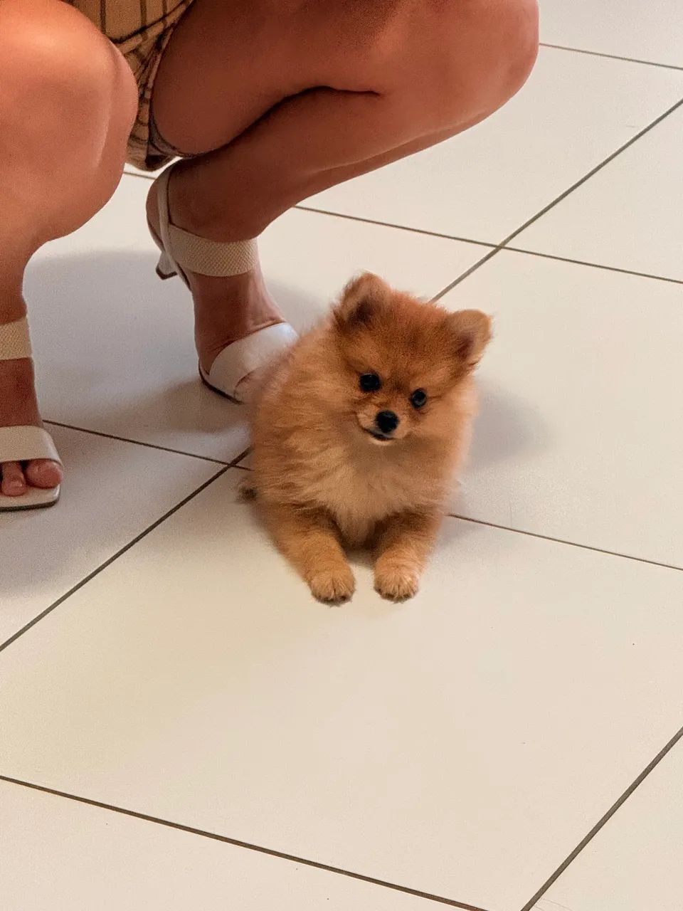 Filhote de Spitz Alemão tipo raposinha - Foto 2