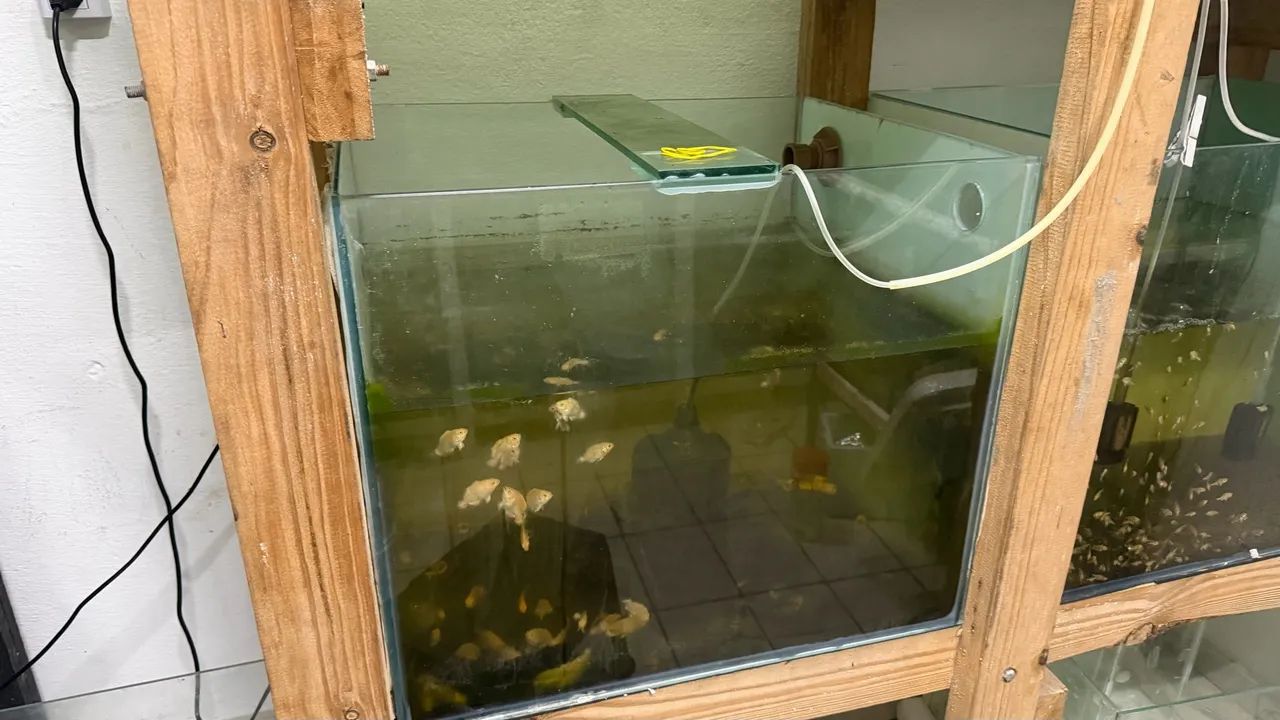 Bateria de aquário - Foto 4