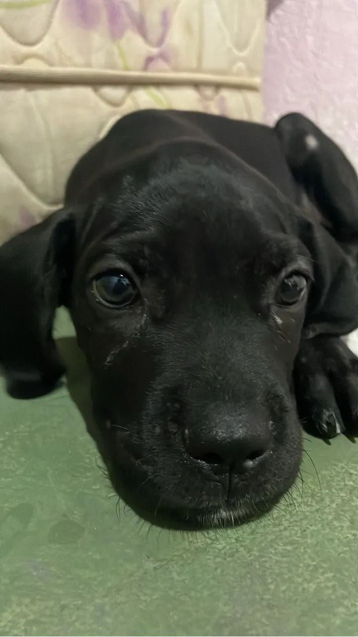 Cane Corso - Foto 3