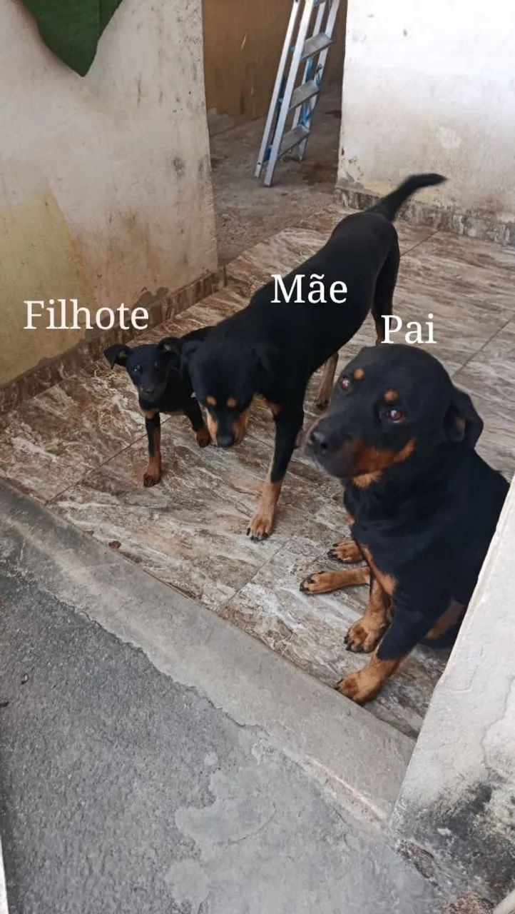 Filhote de rottweiler Americano  - Foto 4