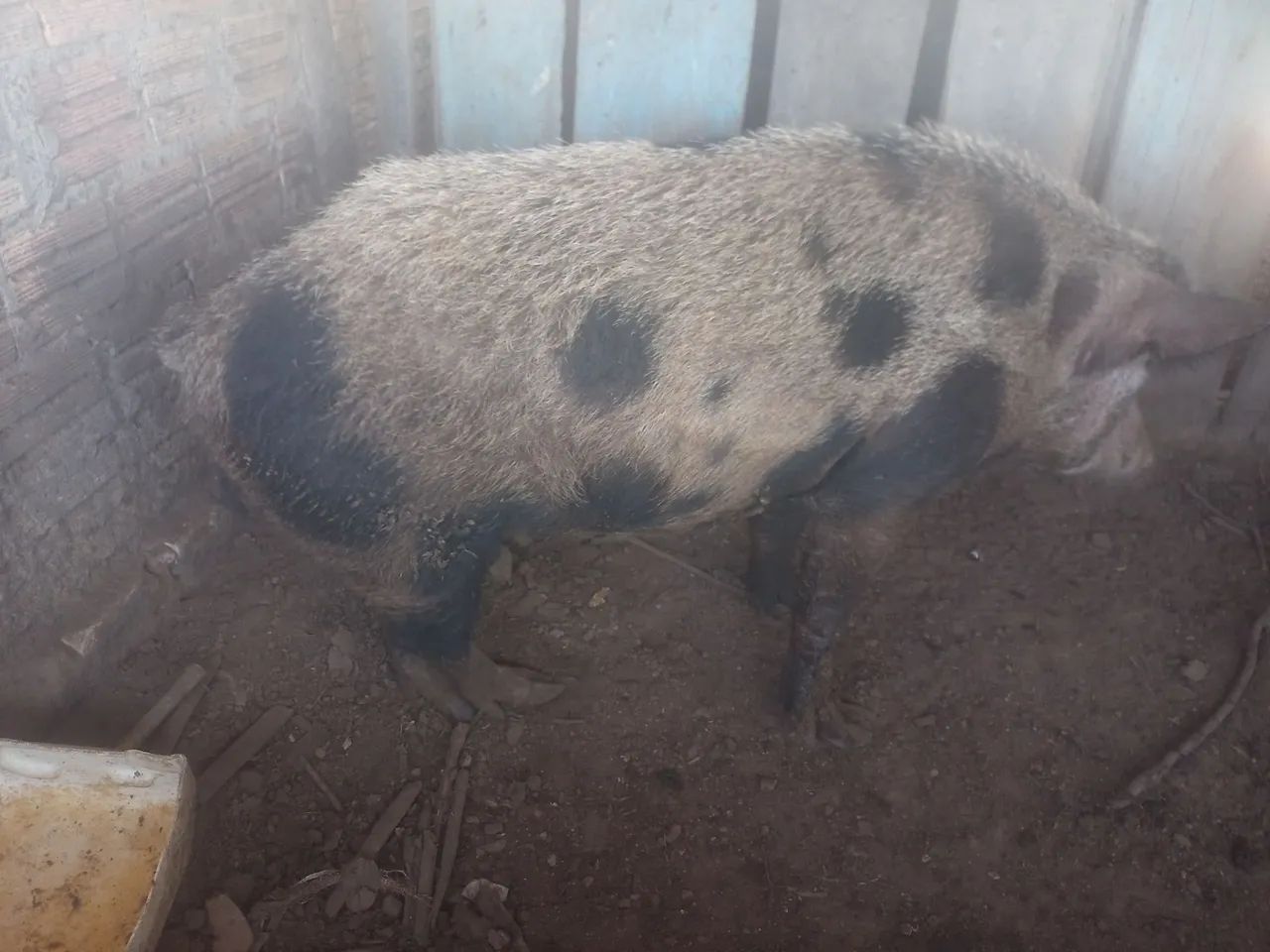 Porco 