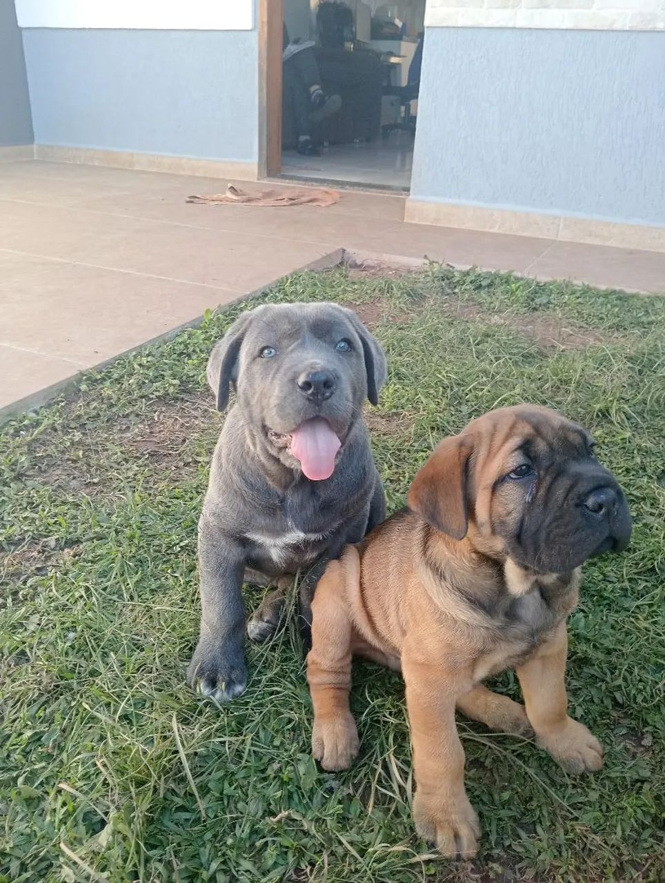 Cane corso macho  - Foto 2