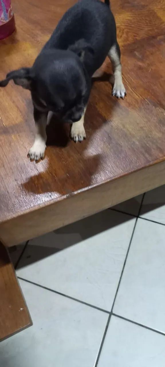 Vendo  - Foto 3