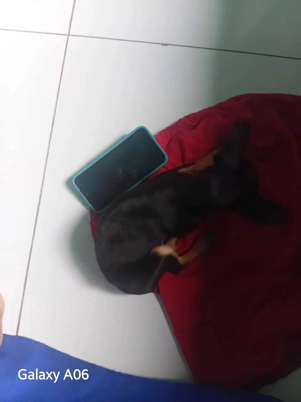 Pincher  - Foto 3