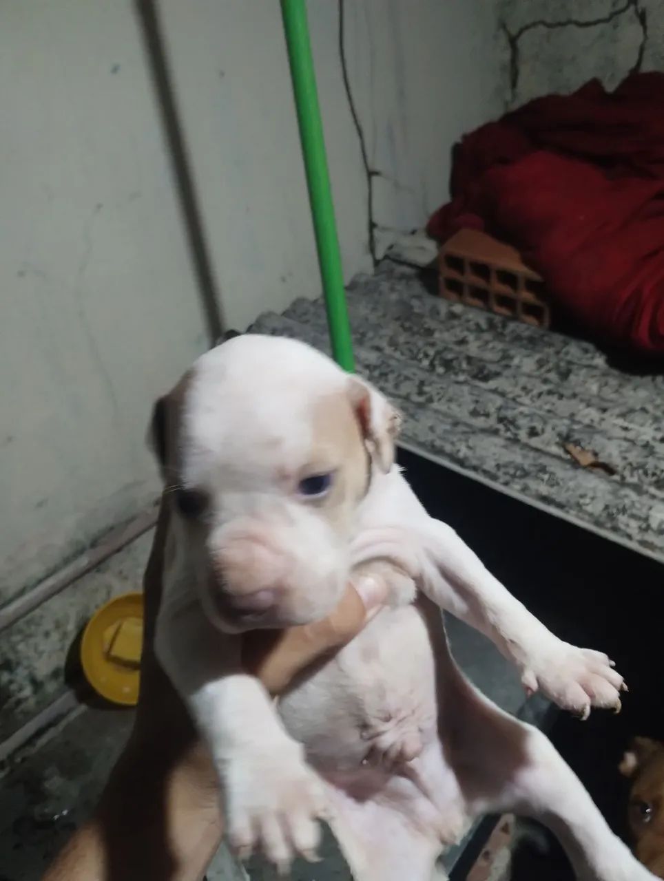 Cachorro Pitbull  - Foto 4