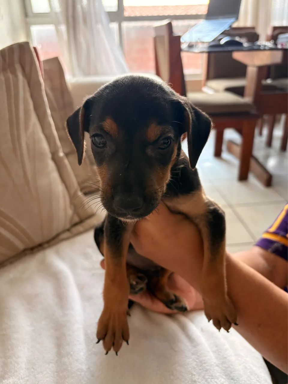 Adoção responsável  - Foto 3