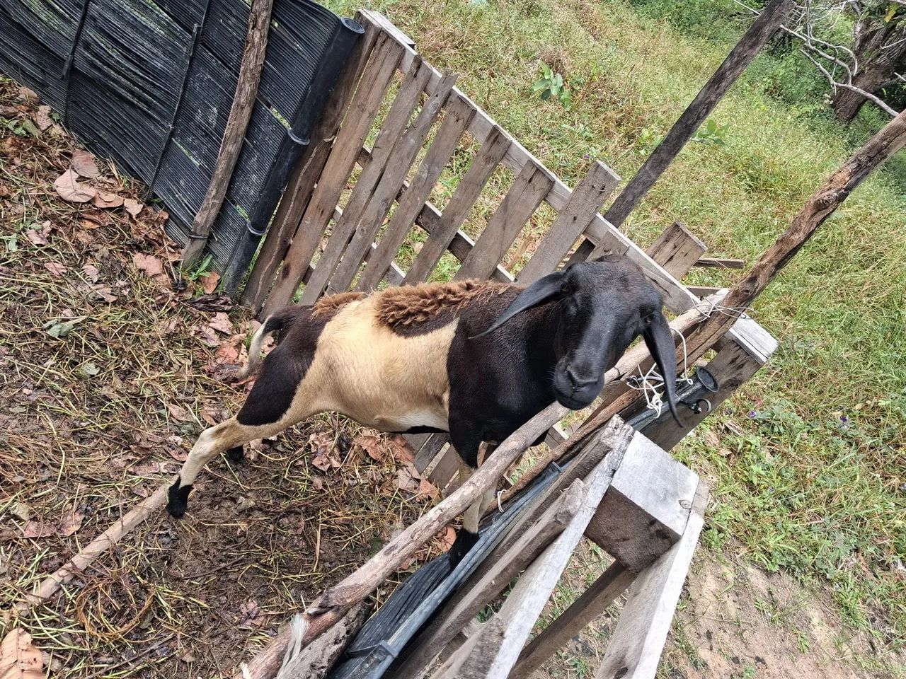 Ovelha Doper com Santa Inês 
