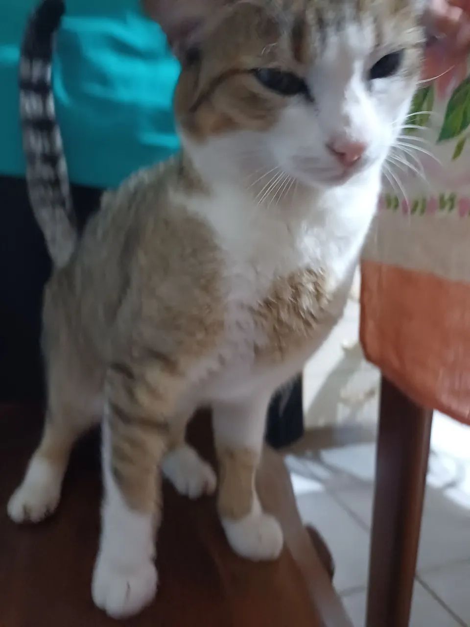 Doação gata  - Foto 3