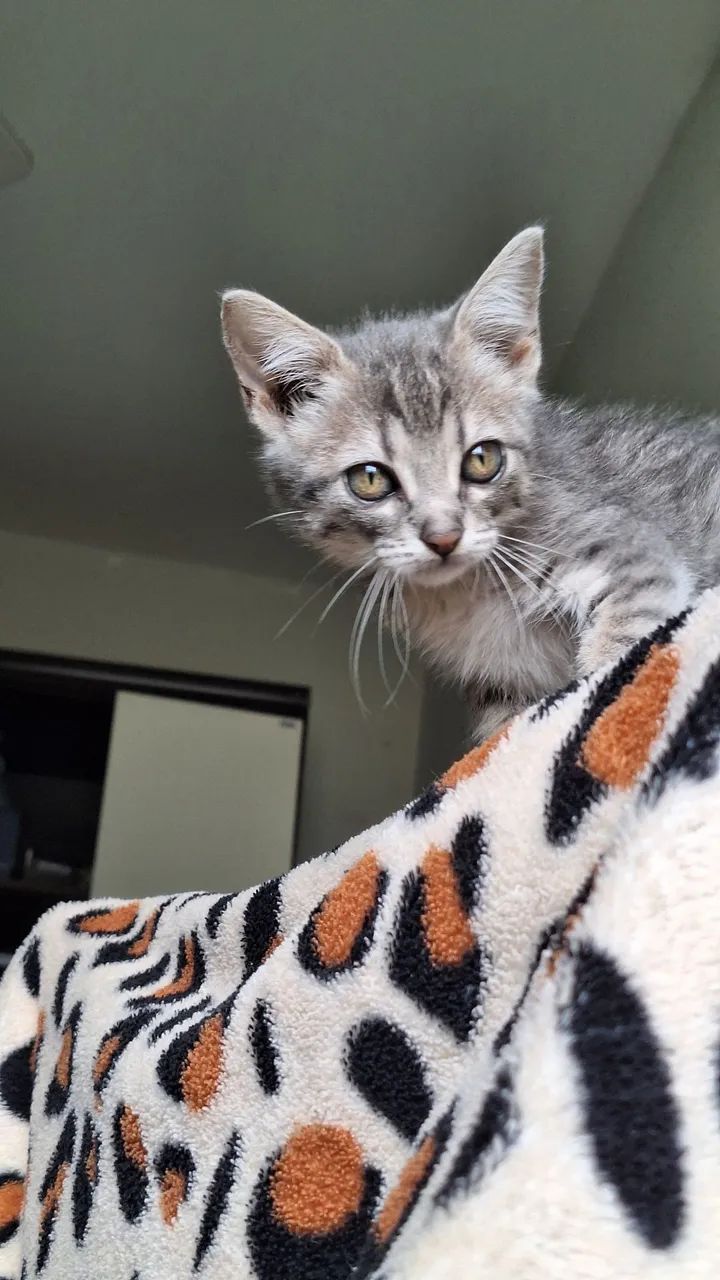 Adoção Responsável Gato  - Foto 4