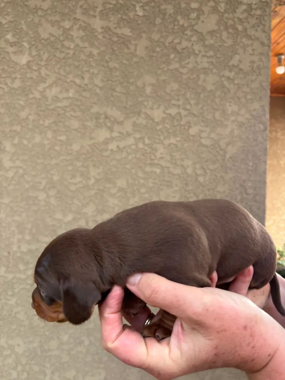 Dachshund  - Foto 5