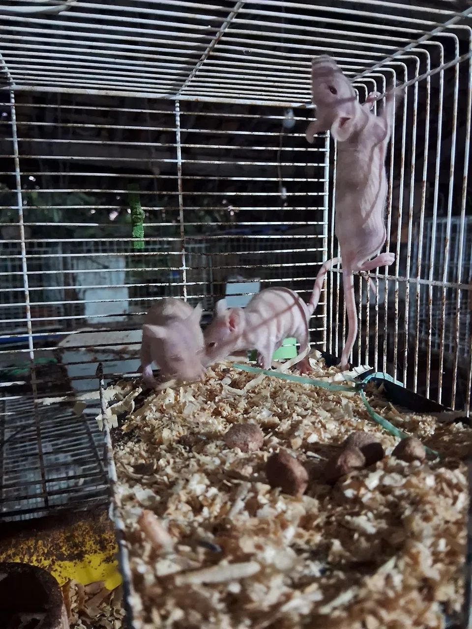A3M- Twister Hairless ( leia a descrição do anúncio ) - Foto 3