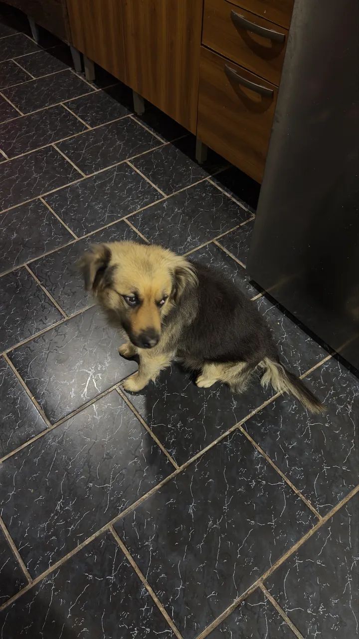 Cachorro dócil para doação - Foto 3