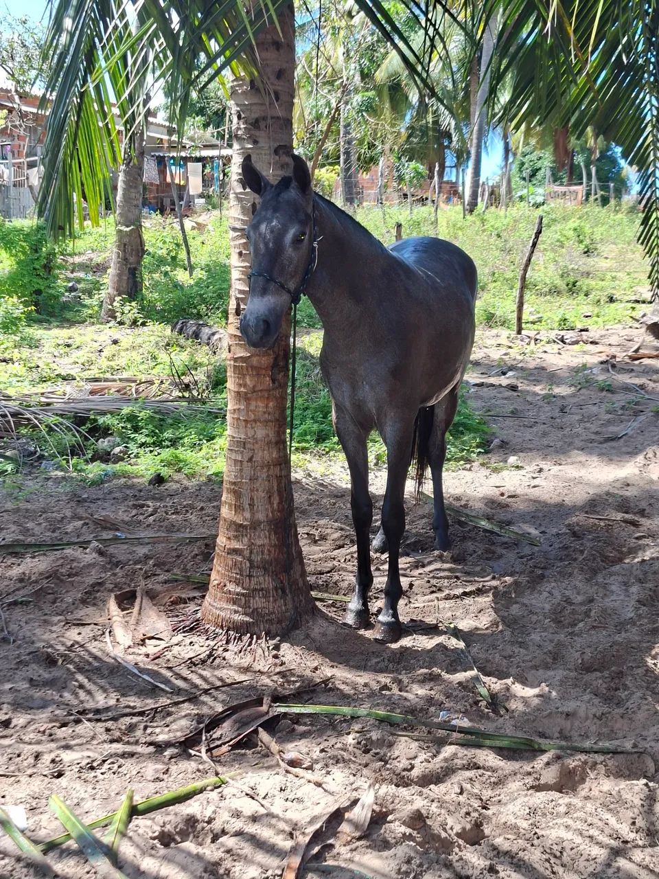 Potro Mangalarga  - Foto 2