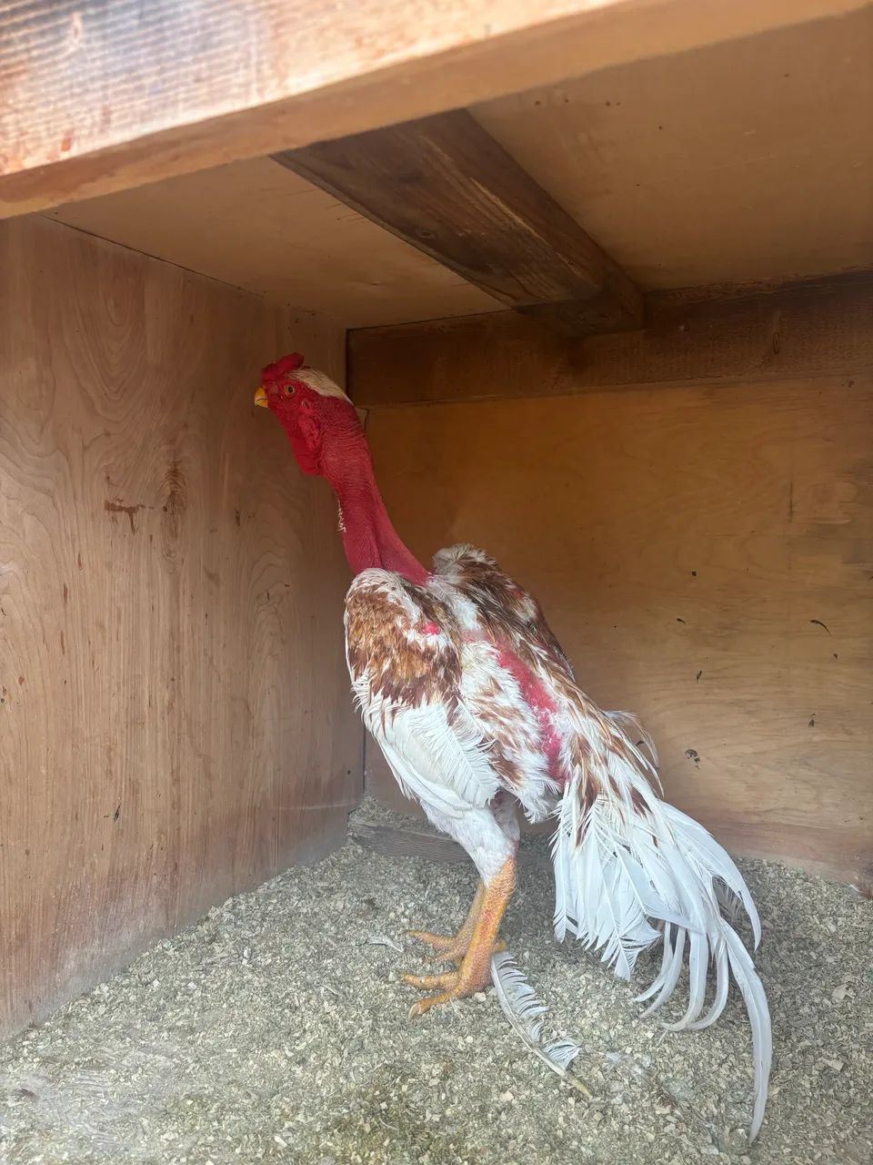 Galo índio bico curto Madagascar - Foto 3