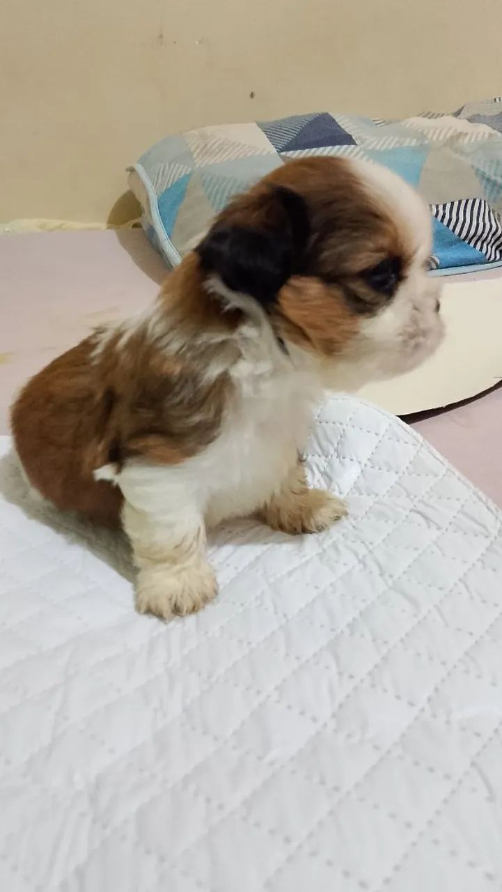 Shitzu mini machinho  - Foto 2