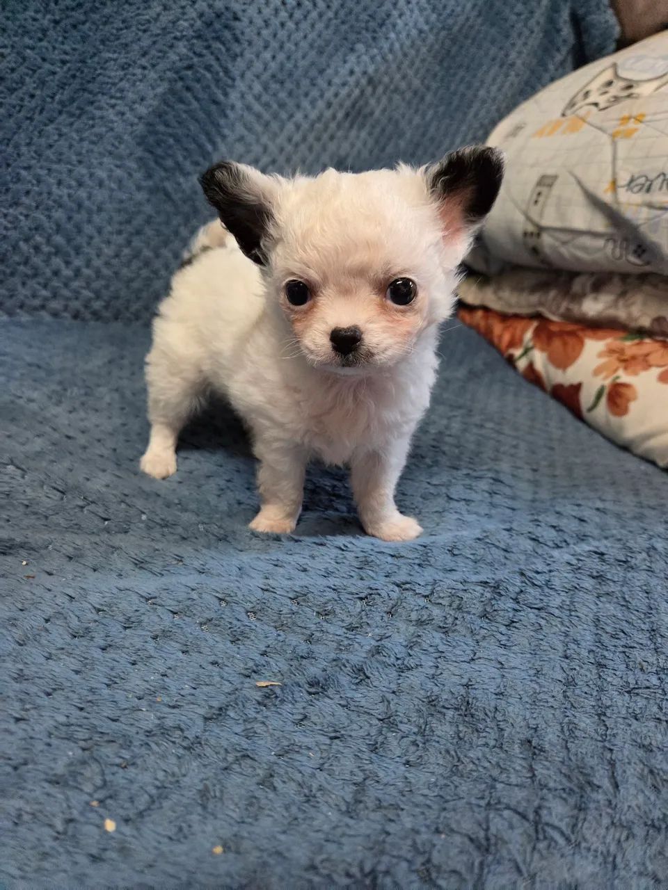 Filhote chihuahua 