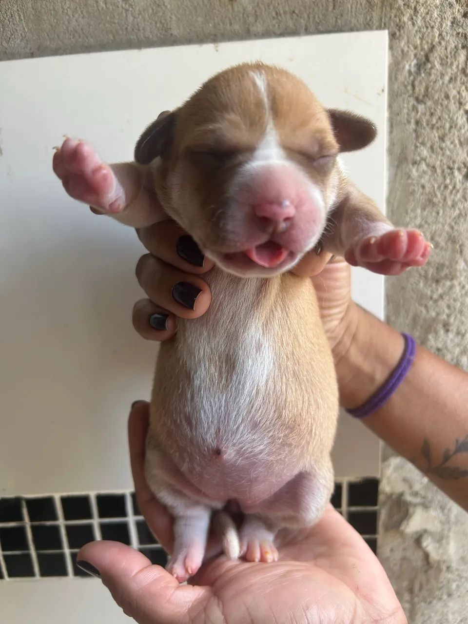 Vendo pitmonster