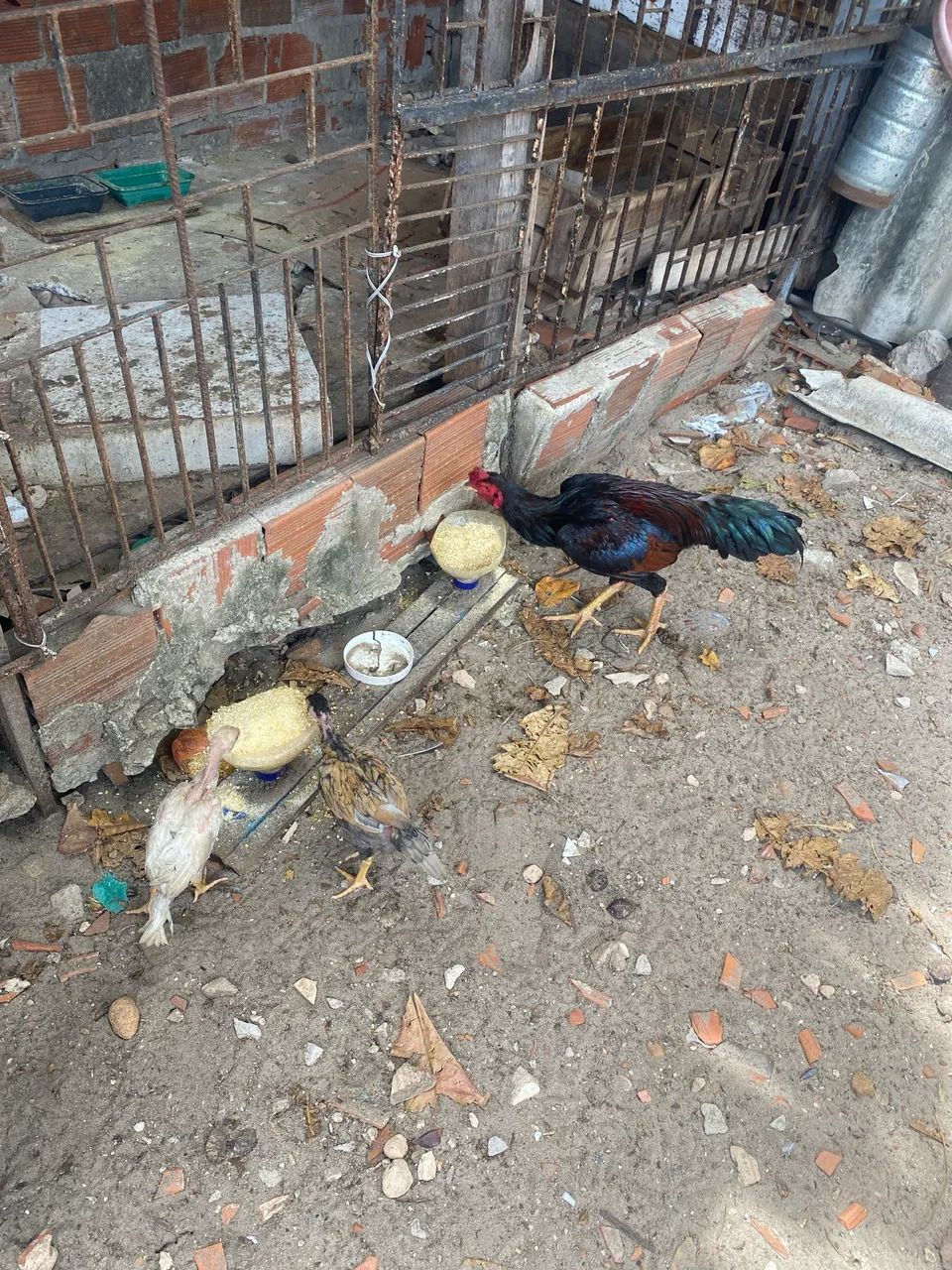 Animais - Foto 6